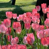 flora_theflower
