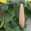 Looftopia