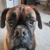 ollie.gsy2
