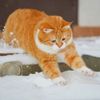 bestpet111