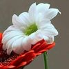 ubaidullah.sikhan