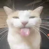 catlorenzo157