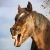 animal chaos