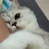 Araya pa