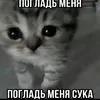 toxizxcursed