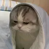 falcon_skibidi_editor
