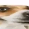 nakpartt