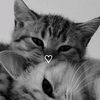 sadiah.aldardery