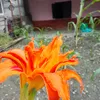 pariyar.mangaly