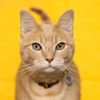 griffinthetherapycat