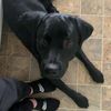 lillianhockey_211012