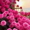 mushahid.ali662