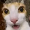 doodooloodoo7