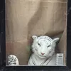 dylan_61345