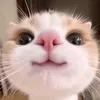 novomi_cookie
