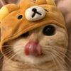 jelxxxq