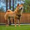 tsukitheshibainu
