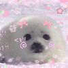 silly.seal29