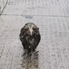 rainy_owl