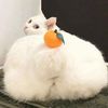 Cute.pet.life71