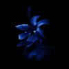 blueshams