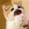vu.mai.anh1