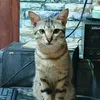 heisking_10