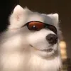 inte_dog