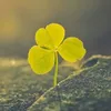 luckylikegmail.co