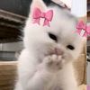 st4rrgrils_hafizah