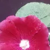 michela.russo18