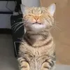 matmeoalpha