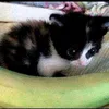 kittywithbanana1