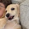bubbles.the.wiener