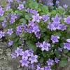 rose_19829828