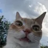laurevdzbvl