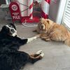 chow_bernese.fam