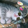 mimie64261