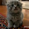 meowed.300