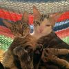 catsandonlycats_off