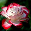mohammad.rohan233
