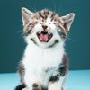 Funny_pets8