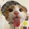 Star cat 666