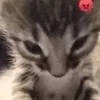 lol11111_111111