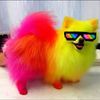 rainbowchihuahua