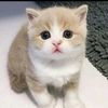 dera_457