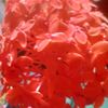 সুখের রানি সুখি 5151