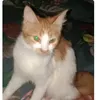 aya.acoy