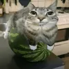 watermelon_cat721