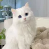 dlo_t1